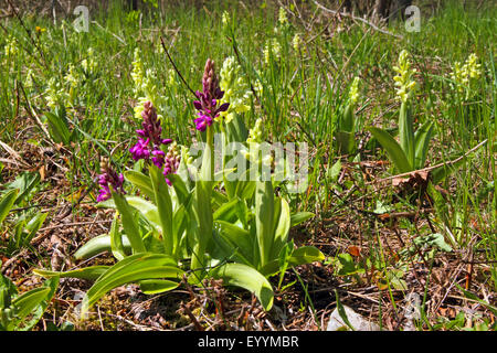 Pale-flowered Orchid (Orchis Pallens), viele blühende Exemplar auf einer Wiese, Deutschland Stockfoto