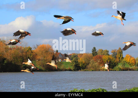 Nilgans (Alopochen Aegyptiacus), fliegen ägyptische Gänse am Neckar, Deutschland, Baden-Württemberg, Edingen Stockfoto