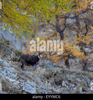 Gämse (Rupicapra Rupicapra), männliche in einem Lärchenwald im Herbst, Italien, Gran Paradiso Nationalpark Stockfoto