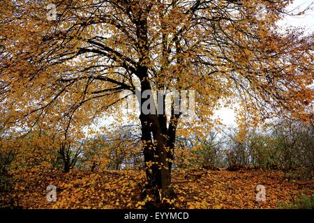 Linde, Linde, Linde (Tilia spec.), Linde mit Herbstlaub, Deutschland Stockfoto