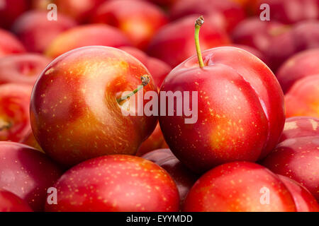 rote Pflaume closeup Stockfoto