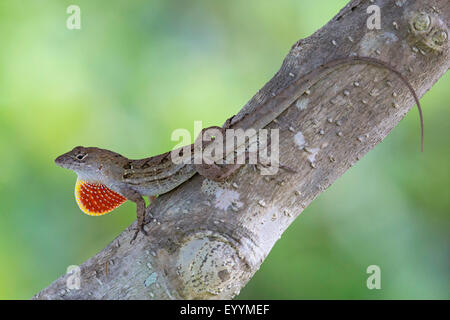 Braune Anole, kubanische Anole (Anolis Sagrei, Norops Sagrei), Männlich, die Anzeige seiner Wamme, USA, Florida, Kissimmee Stockfoto