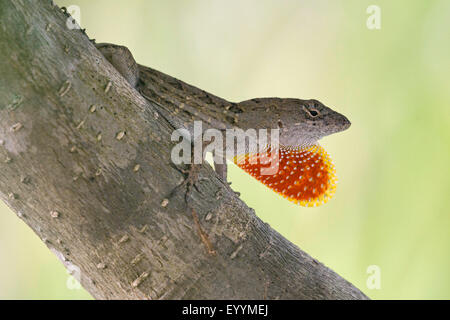 Braune Anole, kubanische Anole (Anolis Sagrei, Norops Sagrei), Männlich, die Anzeige seiner Wamme, USA, Florida, Kissimmee Stockfoto