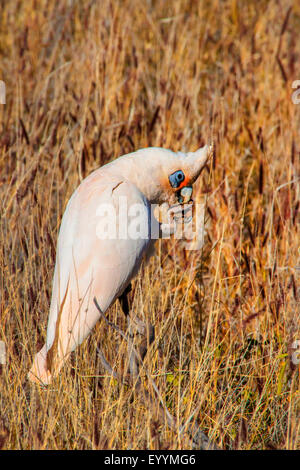 Nacktaugenkakadu (Cacatua sanguineaund), auf einem Zweig, Australia, Western Australia, Tom Price Stockfoto