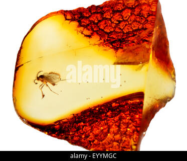 Prähistorische Fliege (c40 - 50m Jahre alt) im baltischen Bernstein aus Kaliningrads Region, Russland erhalten. Insekt ca. 3-4 mm lang Stockfoto