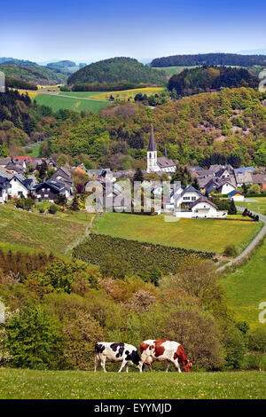 Blick auf niedrige Berglandschaft mit glücklichen Kühen und Dorf Duedinghausen Medebach, Deutschland, Nordrhein-Westfalen, Olsberg Stockfoto