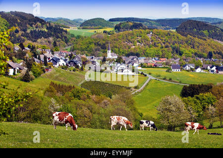 Blick auf niedrige Berglandschaft mit glücklichen Kühen und Dorf Duedinghausen Medebach, Deutschland, Nordrhein-Westfalen, Olsberg Stockfoto