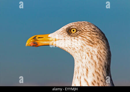 Silbermöwe (Larus Argentatus), Portrait in grundlegenden Gefieder, Deutschland, Schleswig-Holstein Stockfoto