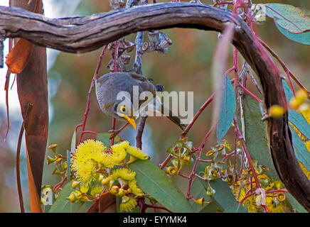 gelb-throated Miner (Manorina Flavigula), gelb-throated Miner auf Eukalyptus blüht, Australia, Western Australia, Lake Cowan Stockfoto