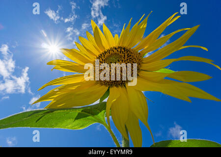 gewöhnliche Sonnenblume (Helianthus Annuus), Sonnenblumen in Fornt Himmel mit Sonne und Wolken, Deutschland, Brandenburg Stockfoto