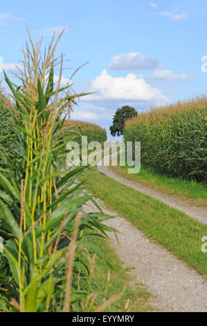 Mais, Mais (Zea Mays), Feldweg zwischen Maisfeldern in Sommer, Deutschland, Bayern Stockfoto