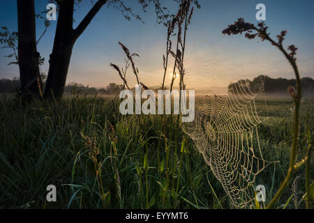 Morgentau auf Spinnennetz auf einer Wiese bei Sonnenaufgang, Plauen, Vogtland, Sachsen, Deutschland Stockfoto