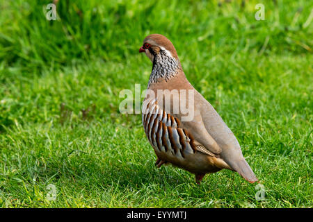 Rotbeinige Rebhuhn Alectoris Rufa Erwachsenfrau auf Rasen Wiese Stockfoto