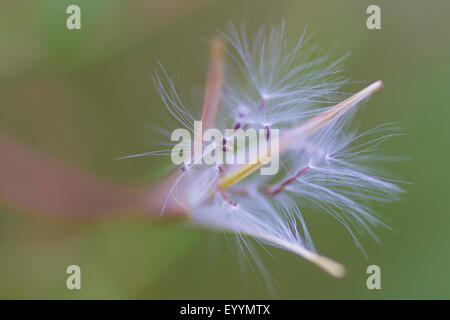 Weidenröschen, blühen Rosebay Weide-Kraut, große Weide-Kraut (Epilobium Angustifolium, Chamerion Angustifolium), Sally, Wind-Zerstreuung Früchte, Deutschland, Thüringen Stockfoto