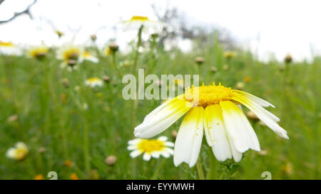 Crown Daisy, Garland Chrysantheme (Chrysanthemum Coronarium), blühen, Spanien, Balearen, Mallorca Stockfoto