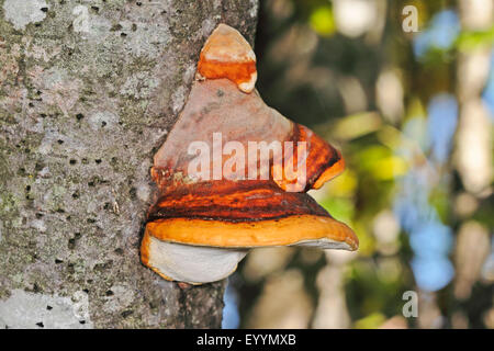 Rot gebänderten Polypore, rot-banded Polypore, rot mit Gürtel Halterung, Red-belted Halterung (Fomitopsis Pinicola, Zündstoff Pinicola, Zündstoff Marginatus), Fruchtkörper auf einem Baumstamm, Deutschland Stockfoto