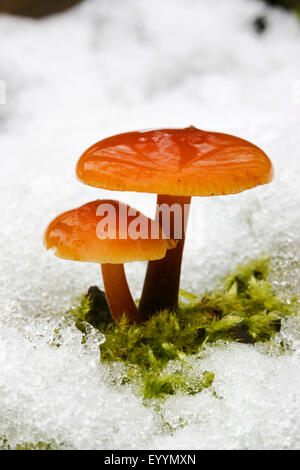 Samt Schaft, Enoki-Pilze, goldene Nadel Pilz, Winter Pilz, samt Fuß, samt Stiel (Flammulina Velutipes, Collybia Velutipes), zwei Fruchtkörper im Schnee, Deutschland Stockfoto