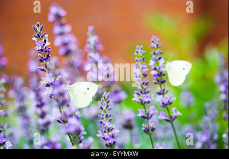 Nahaufnahme Foto eines Kohlweißling Schmetterlings auf Lavendel, mit einem anderen Schmetterling im Hintergrund Stockfoto