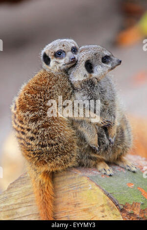 Suricate, schlank-tailed Erdmännchen (Suricata Suricatta), zwei Suricates sitzen zusammen an einem Baumstamm Stockfoto