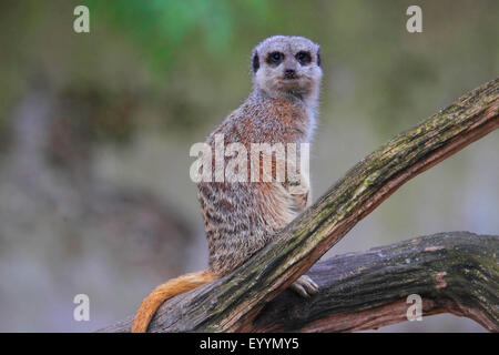 Suricate, schlank-tailed Erdmännchen (Suricata Suricatta), sitzt auf einem Zweig Stockfoto