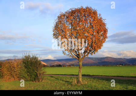 Europäische-Vogelbeerbaum, Eberesche (Sorbus Aucuparia), Eberesche im Herbst, Deutschland Stockfoto