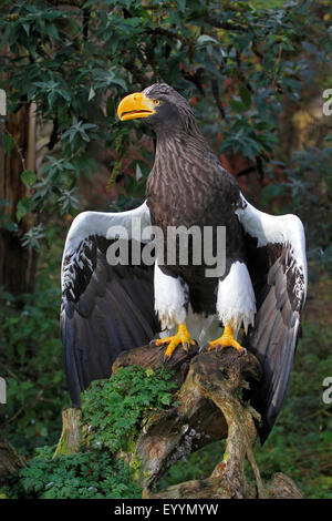 Steller der Seeadler (Haliaeetus Pelagicus), mit gespreizten Flügeln auf einer Wurzel Stockfoto