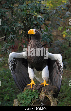 Steller der Seeadler (Haliaeetus Pelagicus), mit gespreizten Flügeln auf einer Wurzel Stockfoto