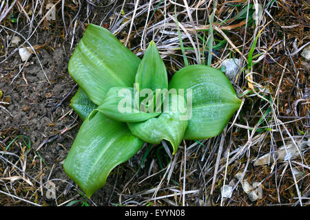 Lizard Orchid (Himantoglossum Hircinum), Eidechse Orchidee auf dem Boden, Deutschland Stockfoto