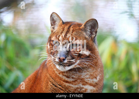 Asiatische goldene Katze (Pardofelis Temminckii, Felis Temminckii, Profelis Temminckii), portrait Stockfoto