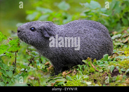 Cavia, brasilianische Meerschweinchen (Cavia Aperea), auf einer Wiese Stockfoto