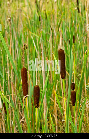 gemeinsamen Rohrkolben, breitblättrigen Rohrkolben, breitblättrigen Katze-Tail, große Reedmace, Rohrkolben (Typha Latifolia), mehrere Blütenstände, Deutschland Stockfoto