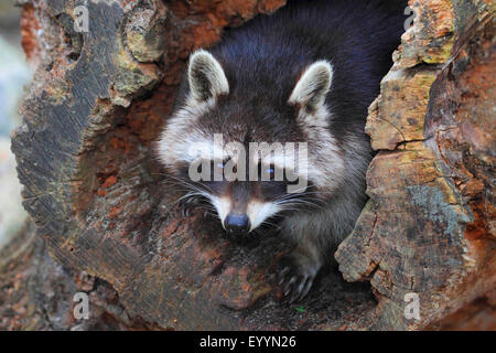 gemeinsamen Waschbär (Procyon Lotor), auf einen alten Baum, Deutschland Stockfoto