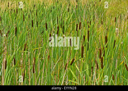 gemeinsamen Rohrkolben, breitblättrigen Rohrkolben, breitblättrigen Katze-Tail, große Reedmace, Rohrkolben (Typha Latifolia), viele Blütenstände, Deutschland Stockfoto