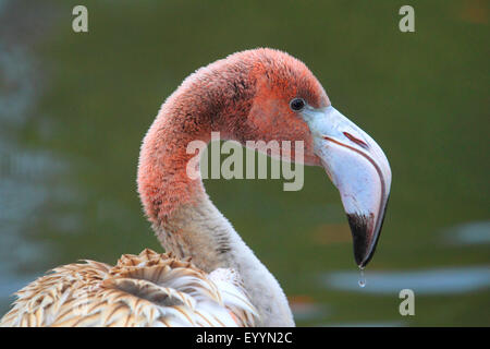 Rosaflamingo, American Flamingo Karibik Flamingo (Phoenicopterus Ruber Ruber), juvenile, Portrait Stockfoto