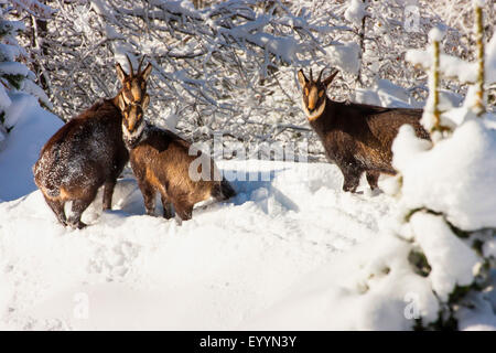 Gämse (Rupicapra Rupicapra), drei Gemsen im verschneiten Wald, Schweiz, Wallis, Riederalp Stockfoto