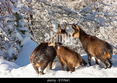 Gämse (Rupicapra Rupicapra), drei Gemsen im verschneiten Wald, Schweiz, Wallis, Riederalp Stockfoto