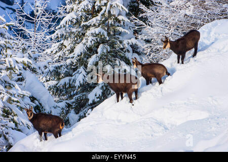 Gämse (Rupicapra Rupicapra), Gemsen im verschneiten Wald, Schweiz, Wallis, Riederalp Stockfoto