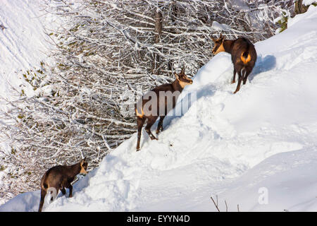 Gämse (Rupicapra Rupicapra), Gemsen im verschneiten Wald, Schweiz, Wallis, Riederalp Stockfoto