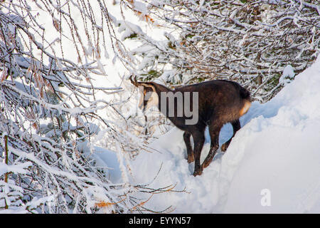 Gämse (Rupicapra Rupicapra), Peter Amois in einem verschneiten Wald, Schweiz, Wallis, Riederalp Stockfoto