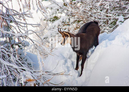 Gämse (Rupicapra Rupicapra), Peter Amois in einem verschneiten Wald, Schweiz, Wallis, Riederalp Stockfoto