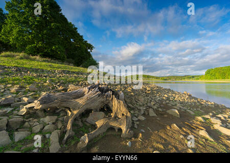 Totholz an der Seepromenade von Poehl Stausee, Jocketa, Vogtland, Sachsen, Deutschland Stockfoto