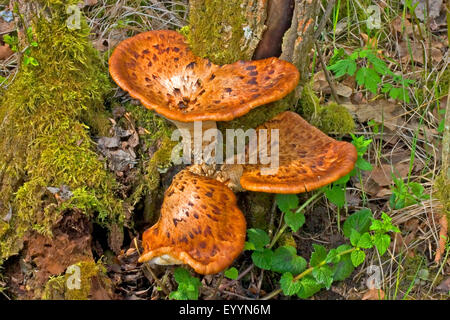 Dryade Sattel, der Fasan zurück Pilz (Polyporus an), Fruchtbildung Organe auf einen alten, absterbenden Kastanienbaum, zusammen mit Englisch Efeu, Deutschland Stockfoto