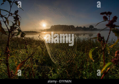 gelingt mit Tautropfen vor Sonnenaufgang über einem See, Deutschland, Brandenburg, Templin Stockfoto