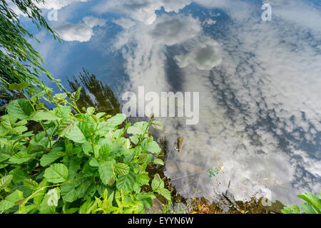 Wolken spiegeln sich im See, Jocketa, Vogtland, Sachsen, Deutschland Stockfoto