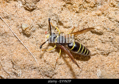 Potter Wespe (Odynerus Spinipes, Oplomerus Spinipes), auf dem Boden, Deutschland Stockfoto