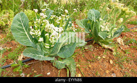 Blumenkohl (Brassica Oleracea var. Botrytis), blühen, Spanien, Balearen, Mallorca Stockfoto