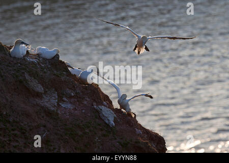 Basstölpel (Sula Bassana, Morus Bassanus), fünf Basstölpel an Vogelfelsen, Deutschland, Schleswig-Holstein, Helgoland Stockfoto