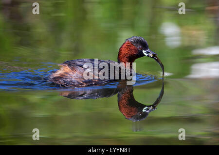 Zwergtaucher (Podiceps Ruficollis, Tachybaptus Ruficollis), mit Fisch, Frankreich, Korsika, Flussdelta des Fango Stockfoto