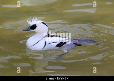 Zwergsäger (Mergus Albellus), Männlich, Deutschland Stockfoto