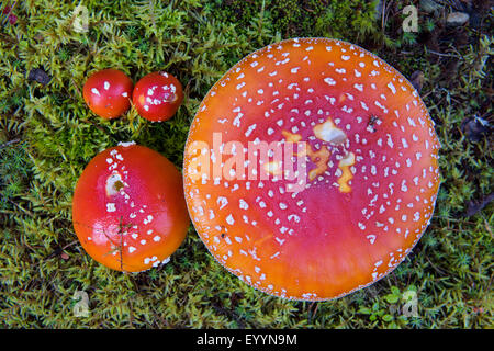 Fliegenpilz (Amanita Muscaria), Gruppe Fliegenpilze in verschiedenen Größen, Finnland Stockfoto